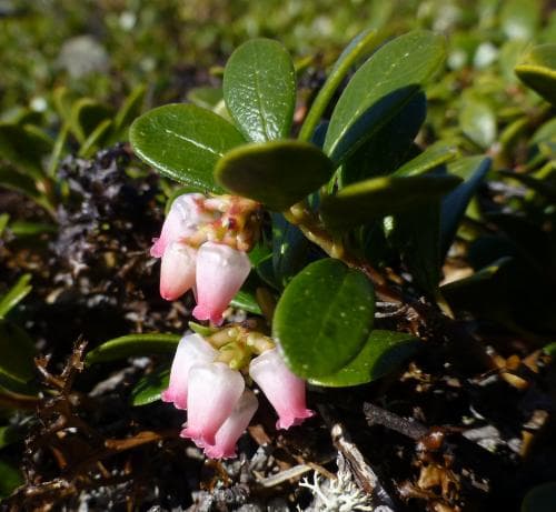 mjölon Arctostaphylos uva-ursi
