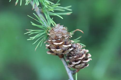 japansk lärk Larix kaempferi