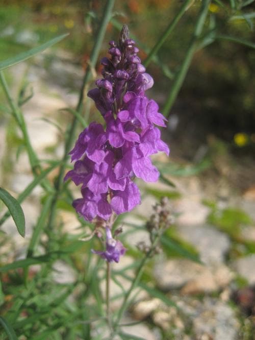 purpursporre Linaria purpurea