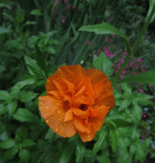atlasvallmo Papaver atlanticum