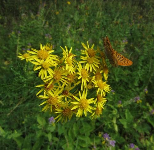vanlig stånds Jacobaea vulgaris subsp. vulgaris