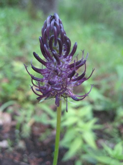 blårapunkel Phyteuma nigrum