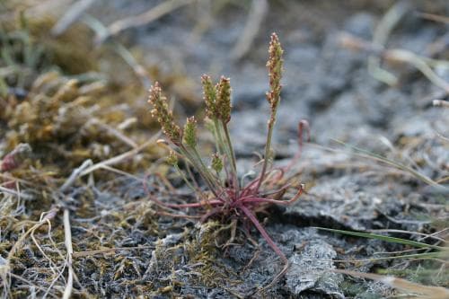 dvärgkämpar Plantago tenuiflora