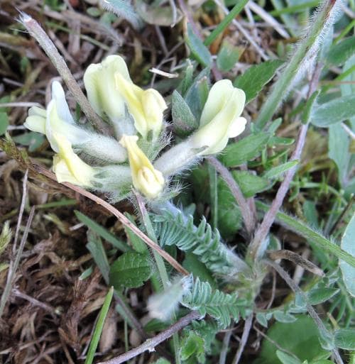 vanlig fältvedel Oxytropis campestris subsp. campestris