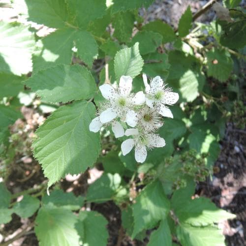 surbjörnbär Rubus sulcatus