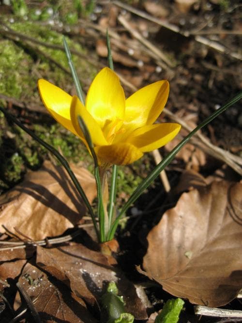 bägarkrokus Crocus chrysanthus