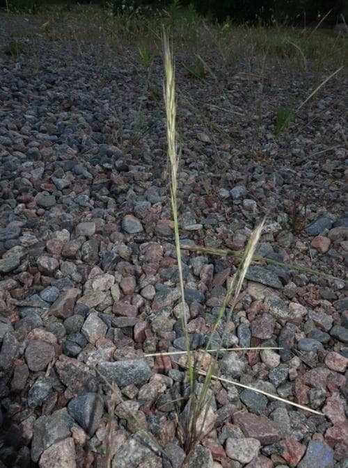 råttsvingel Vulpia myuros