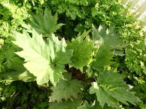 flikrabarber Rheum palmatum