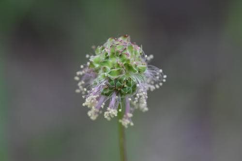 äkta pimpinell Poterium sanguisorba subsp. sanguisorba