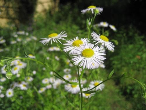 blå sommarbinka Erigeron annuus subsp. lilacinus