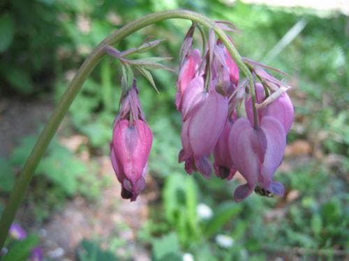 fänrikshjärta Dicentra formosa