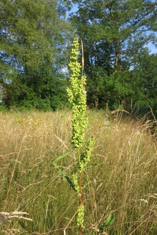 vanlig krusskräppa Rumex crispus var. crispus