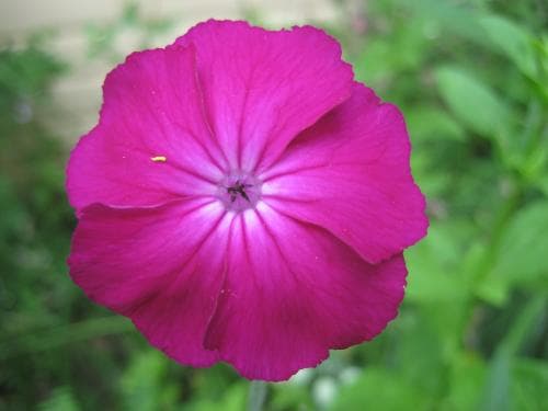 purpurklätt Lychnis coronaria
