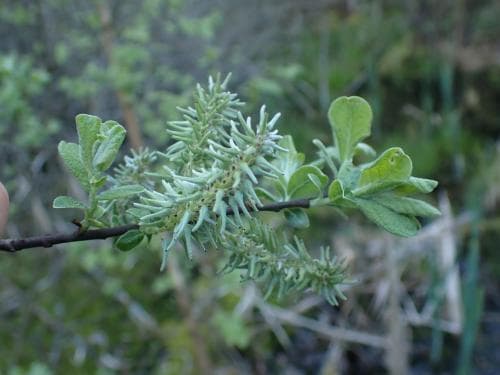 bindvide Salix aurita