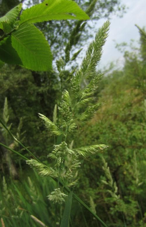 vanlig rörflen Phalaris arundinacea var. arundinacea