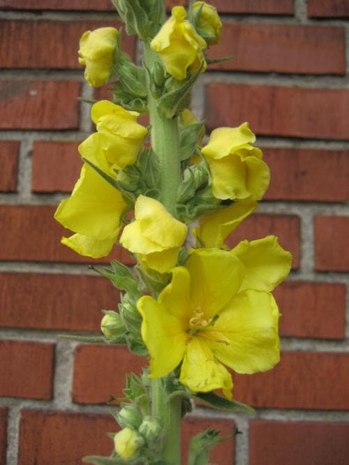 ölandskungsljus Verbascum densiflorum