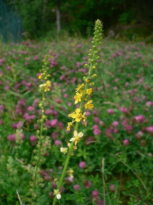 småborre Agrimonia eupatoria