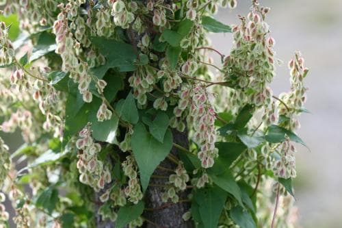 lövbinda Fallopia dumetorum