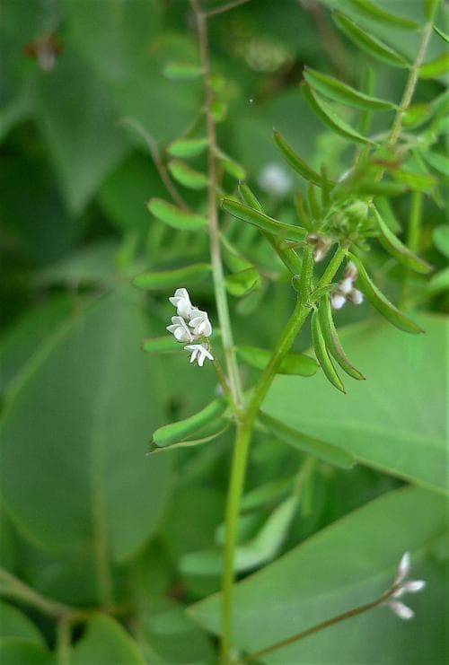 duvvicker Vicia hirsuta