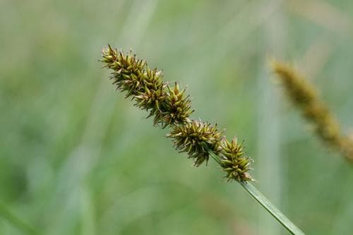 rävstarr Carex vulpina