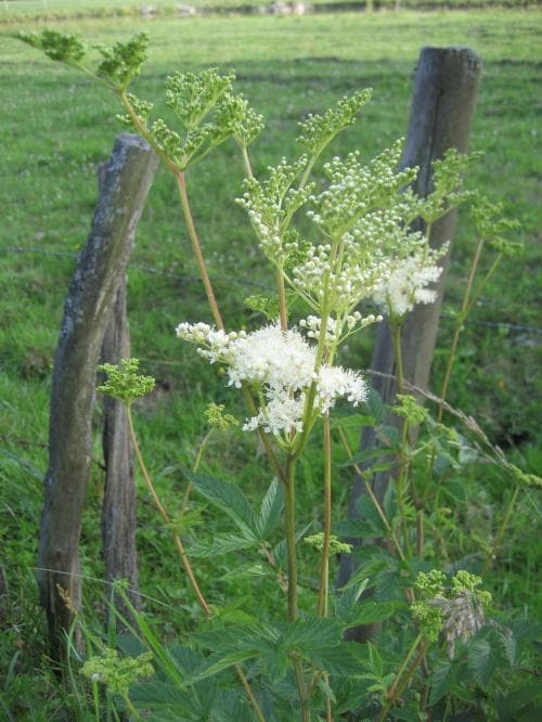 älggräs Filipendula ulmaria