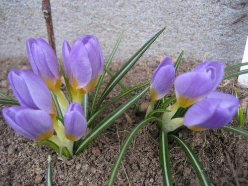 grekisk krokus Crocus sieberi