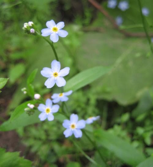 bäckförgätmigej Myosotis scorpioides subsp. scorpioides