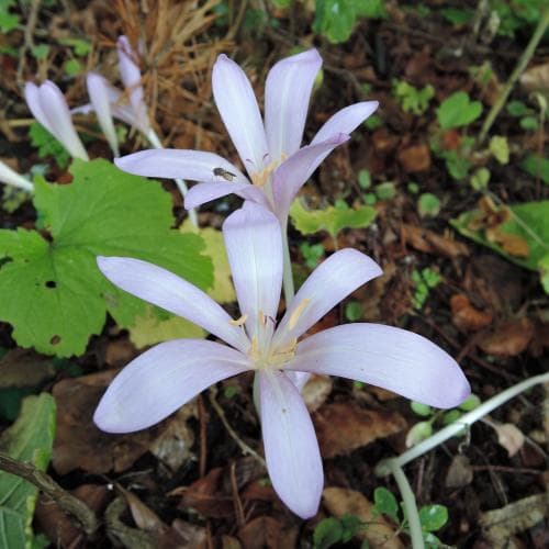 stjärntidlösa Colchicum laetum