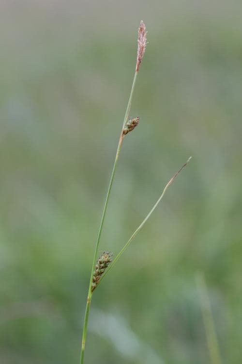 glesstarr Carex distans