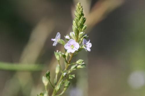 vattenveronika Veronica anagallis-aquatica