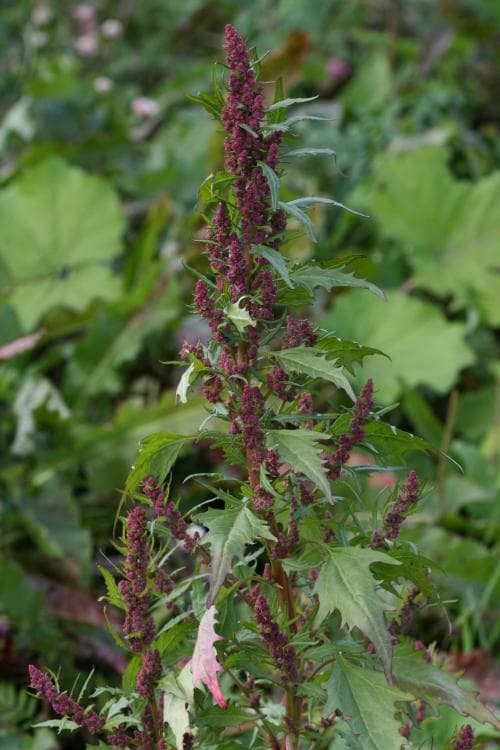 rödmålla Oxybasis rubra