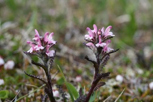 fjällspira Pedicularis hirsuta