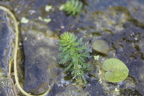 kransslinga Myriophyllum verticillatum