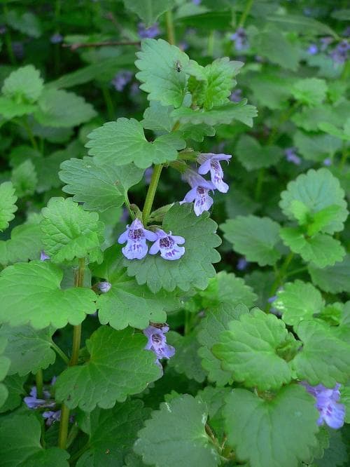 jordreva Glechoma hederacea