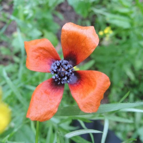 spikvallmo Papaver argemone
