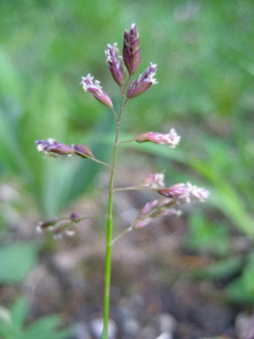 vitgröe Poa annua
