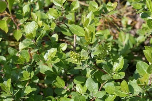 vanligt svartvide Salix myrsinifolia subsp. myrsinifolia