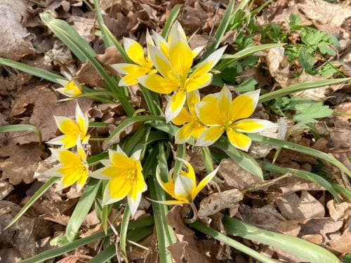 flocktulpan Tulipa tarda