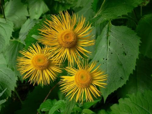 strålöga Telekia speciosa
