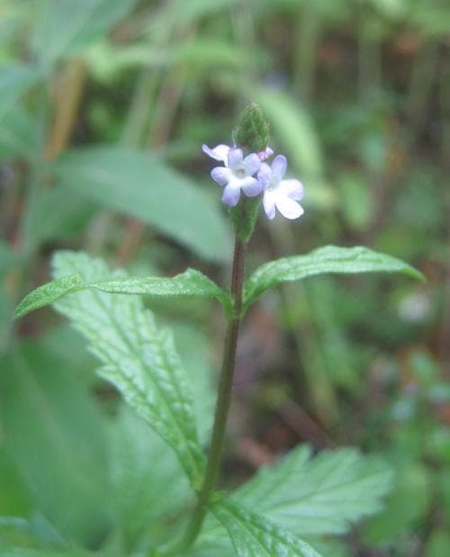 järnört Verbena officinalis