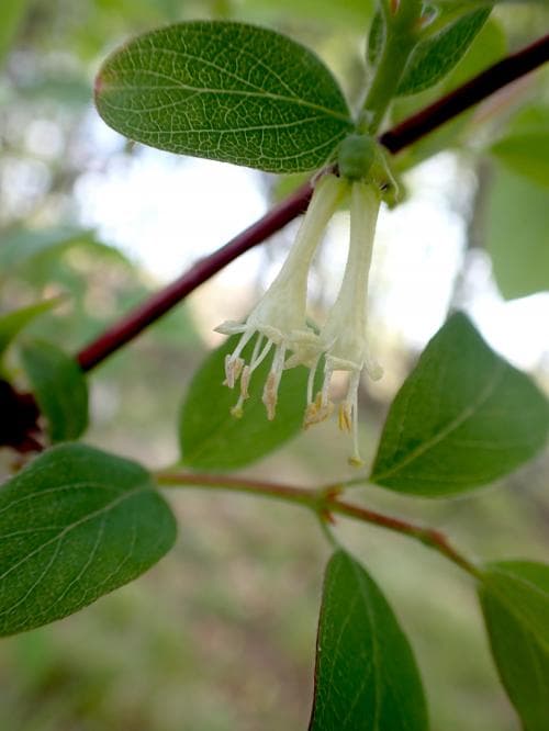 blåtry Lonicera caerulea