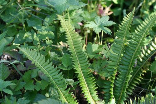 taggbräken Polystichum lonchitis