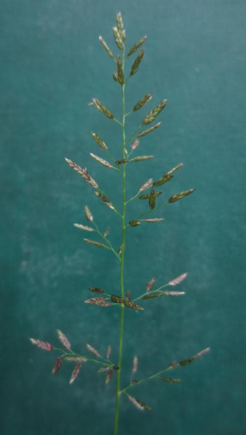 litet kärleksgräs Eragrostis minor