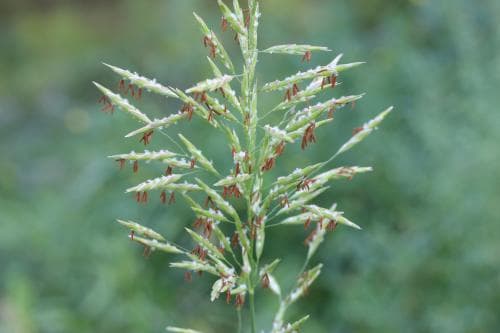 foderlosta Bromopsis inermis