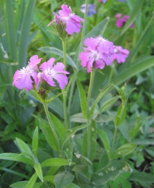 jupitersblomster Lychnis flos-jovis