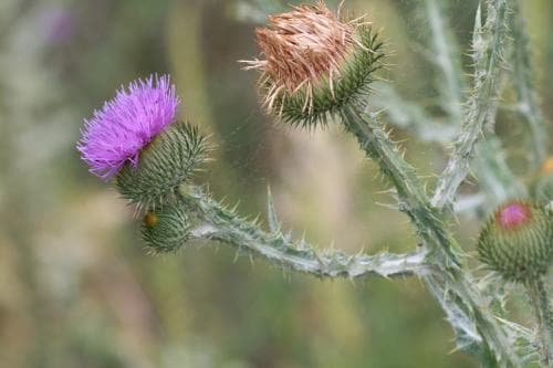 ulltistel Onopordum acanthium
