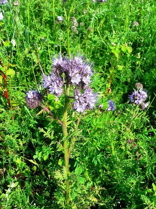 honungsfacelia Phacelia tanacetifolia