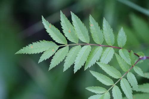 nordrönn Sorbus aucuparia subsp. glabrata