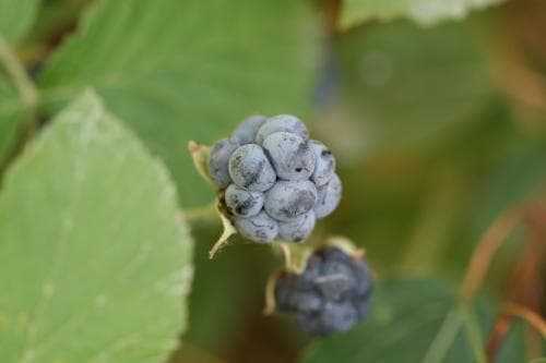 blåhallon Rubus caesius