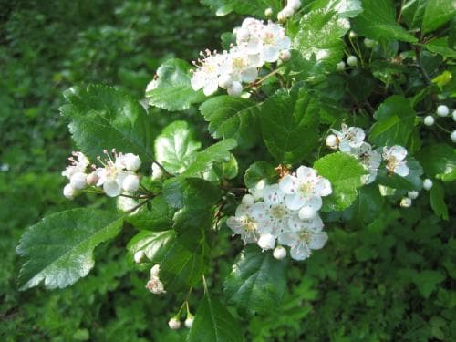 rundhagtorn Crataegus laevigata